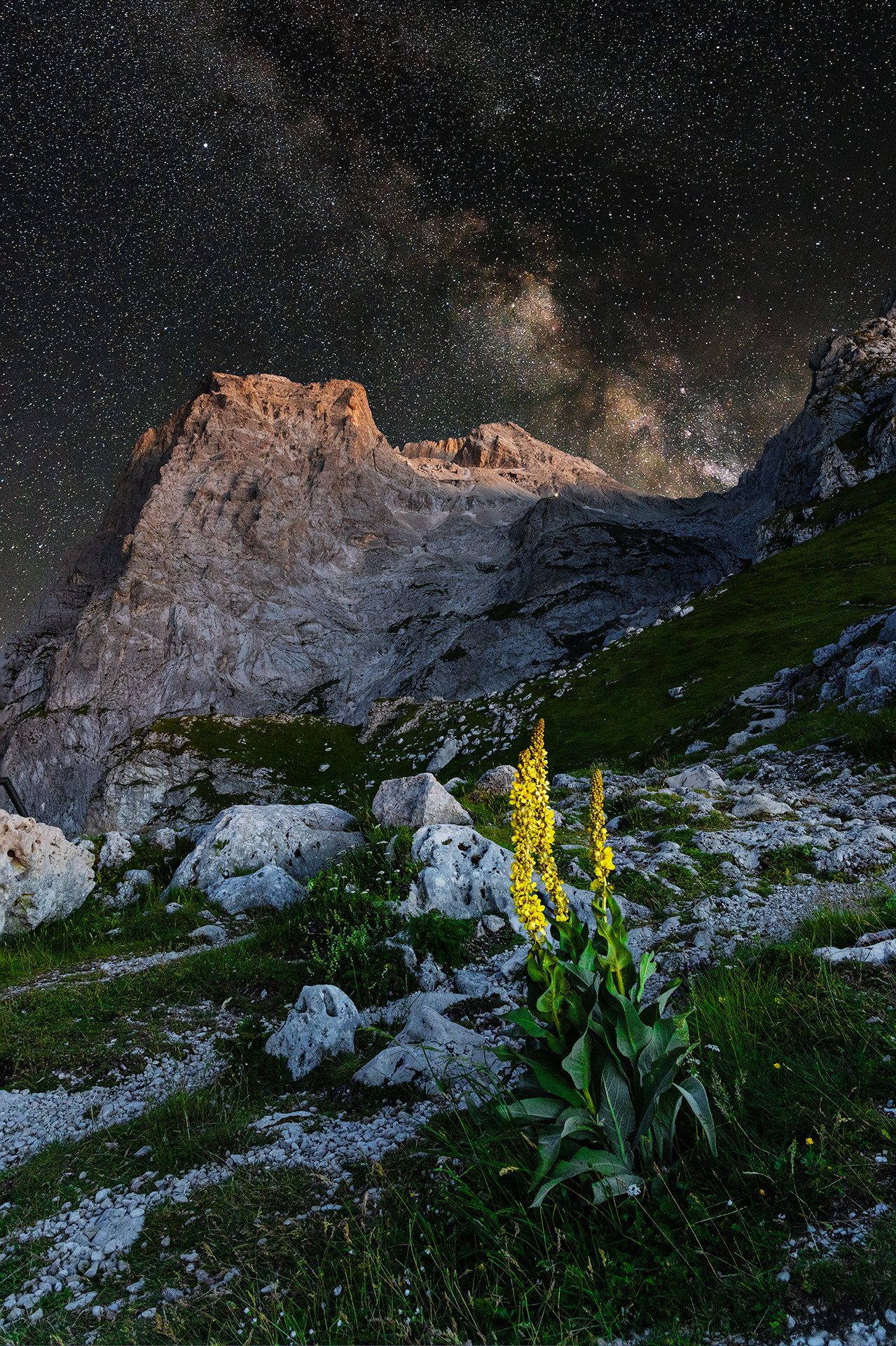Un fiore giallo tra le rocce chiare del Gran Sasso, sotto la Via Lattea