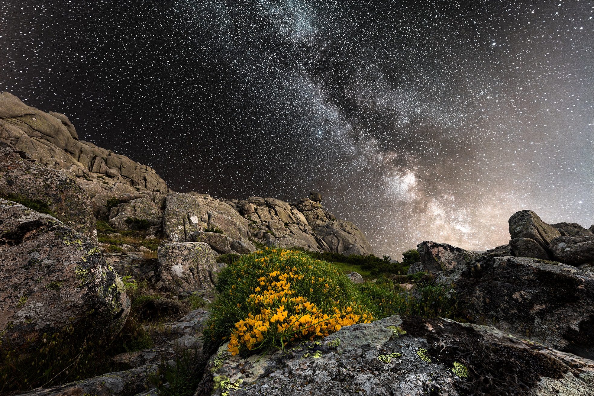 The Milky Way above the rocks of Monte Limbara, with yellow flowers in the foreground, Sardinia