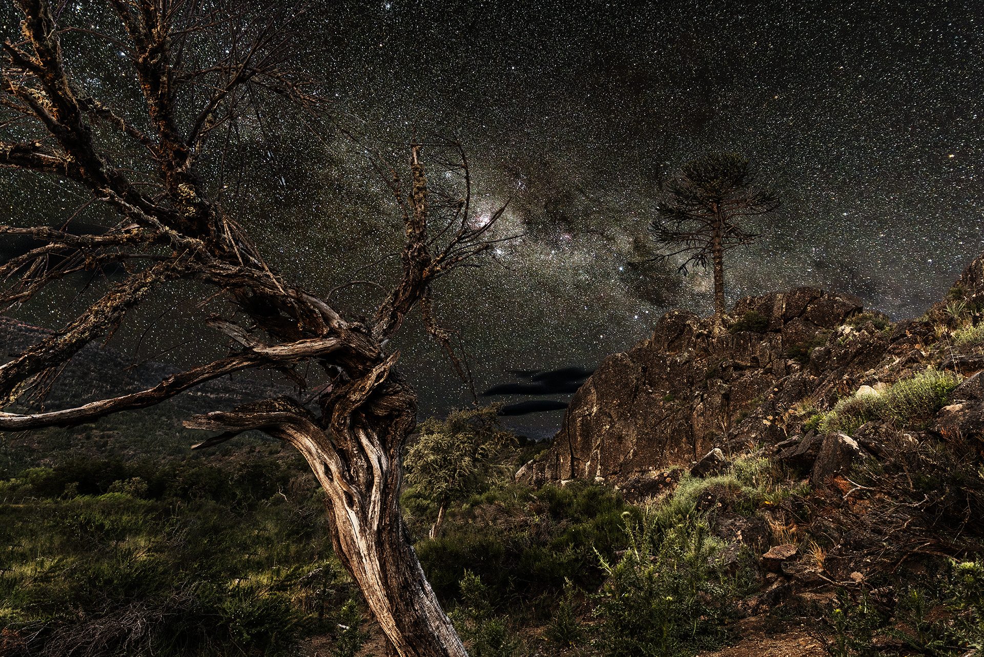 Un albero contorto sotto la Via Lattea, su un pendio roccioso della Patagonia